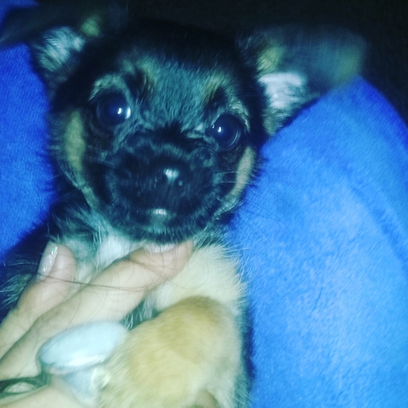 TRADE OR OFFERS  Wannatrade ? Let Me Know SHARE AND  I WILL SHARE - Picture 3 of 4